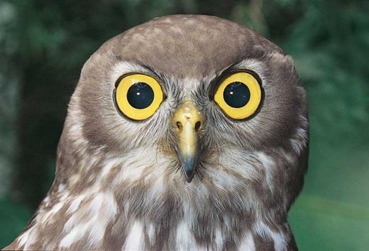 barking owl