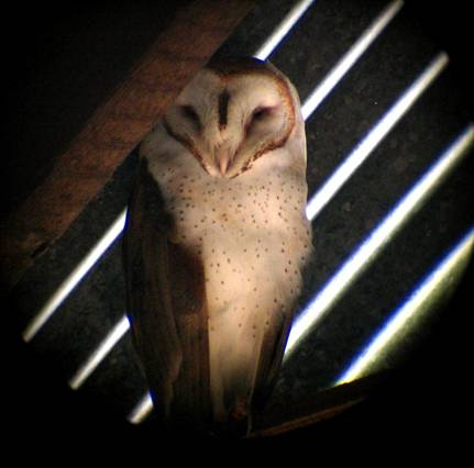 barn owl