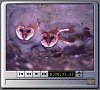 owlwerk barn owl nestlings