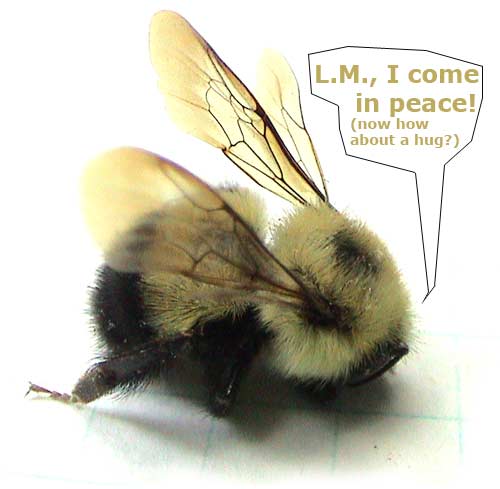 bee (still)