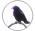 pog-bird1