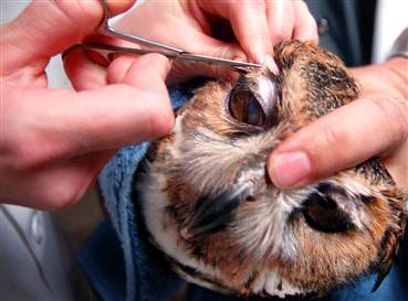 blind owl can see again