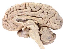brain 3