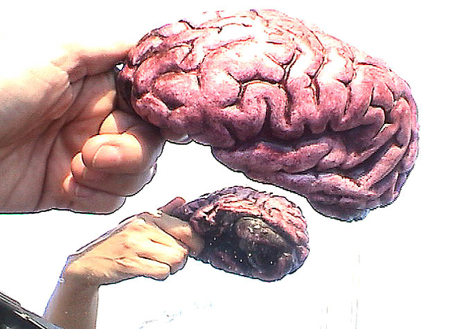 brain outside