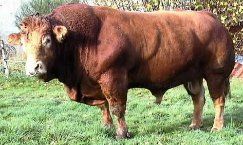 prize bull