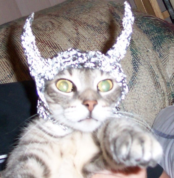 tinfoil cat hat