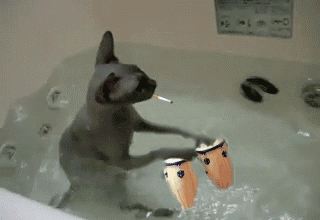 cat_bath3