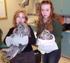 donny owls