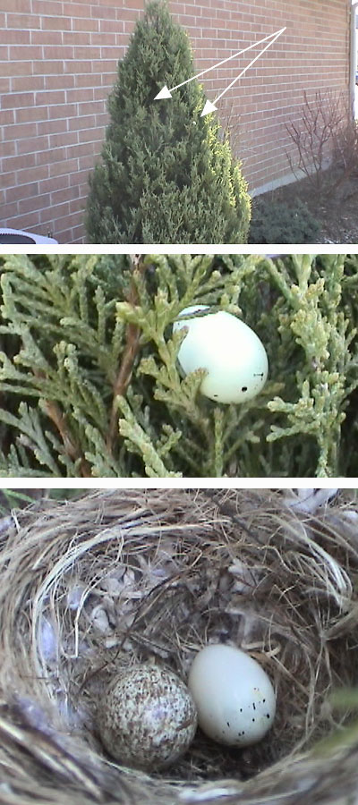 nest_eggs
