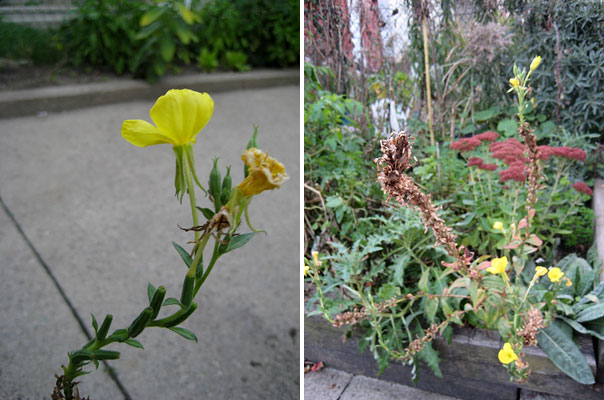 evening primrose 2