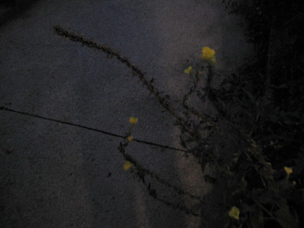 evening primrose