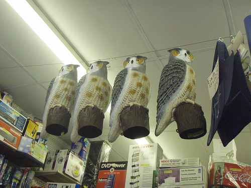 four owls hang
