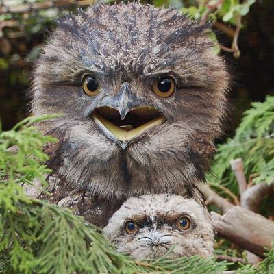 owl frogmouth