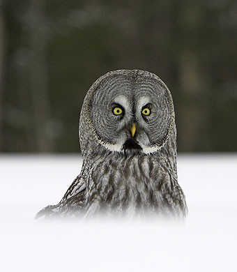 owl great grey