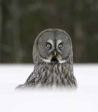 great_grey_owl.jpg