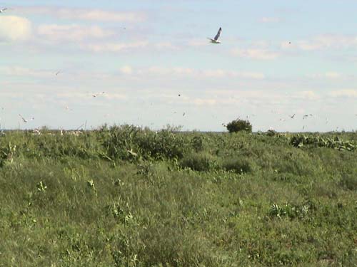 gulls/grass