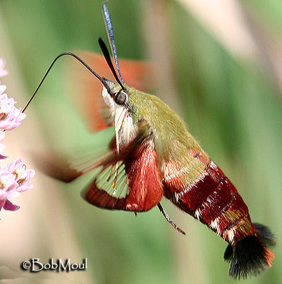 hawkmoth