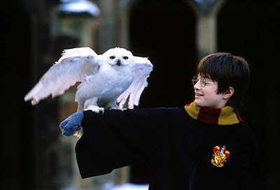 Hedwig and Potter
