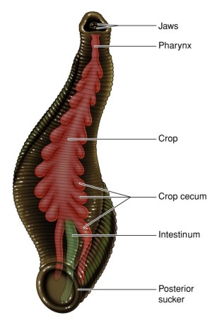 medicinal leech