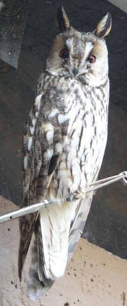 long eared owl