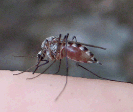 mosquito