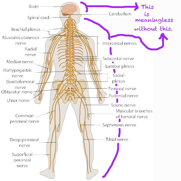 nervous system