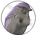 pog-bird2