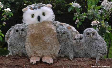 owl orphans