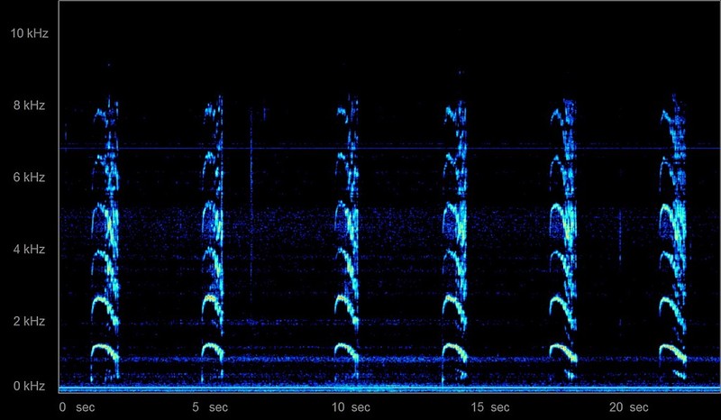 owl sonogram