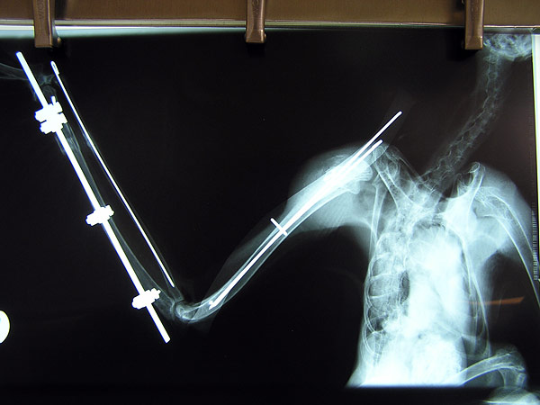 owl x ray 2