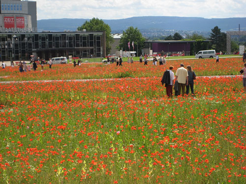 poppies 2