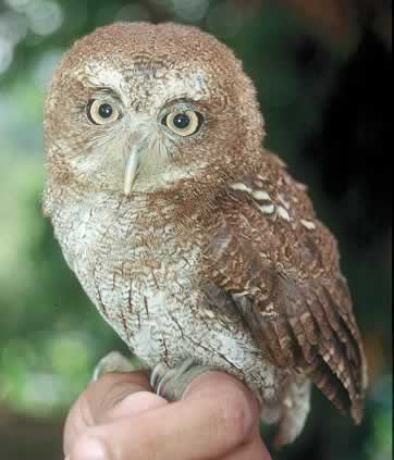 Puerto Rican Screech Owl