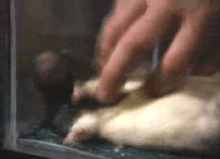 rat tickling