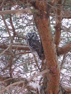 Eastern Screech Owl