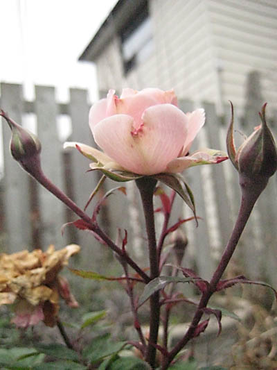 rosebuds