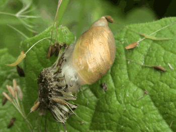 snail