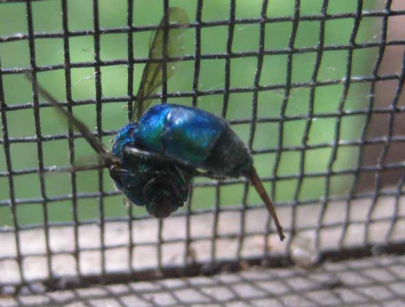 blue bug still