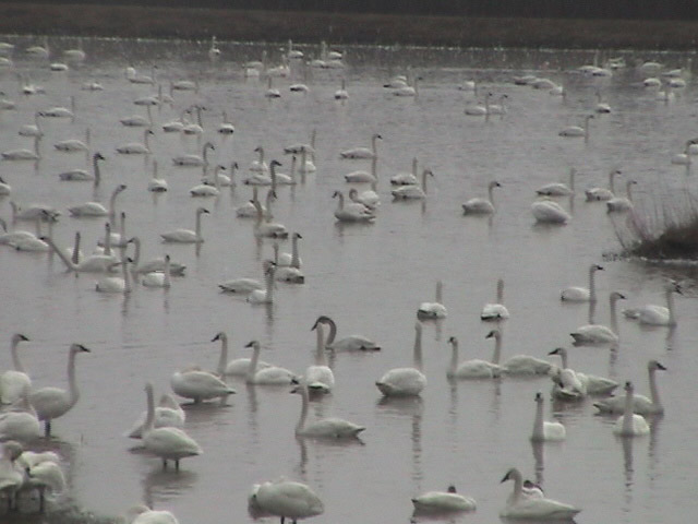 swans collected