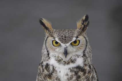 thurber owl