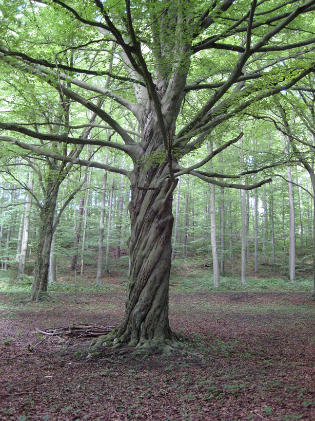 german tree