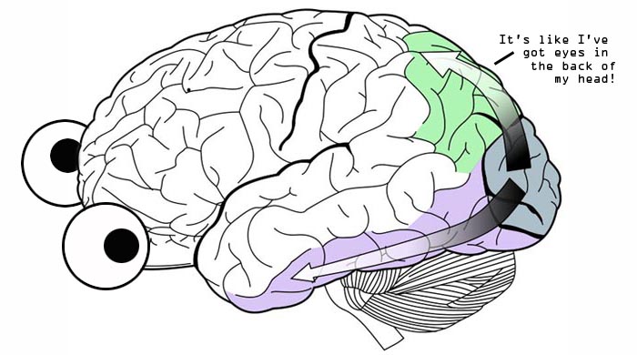 ventral/dorsal 2