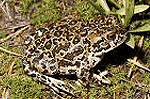 yosemite toad 3
